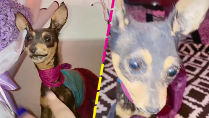 "No quedó como ella era": Joven diseca a su perrita Chihuahua y el resultado se hace viral