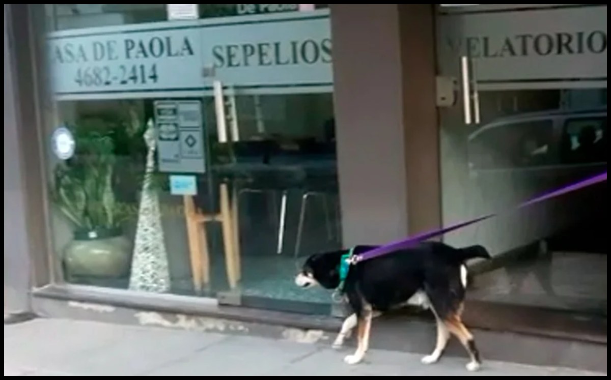 Aunque no lo crean, en Argentina le armaron un curriculum a este perrito con una sola intención: ayudarlo a buscar una nueva familia. 