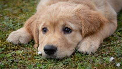 Lo confirma la ciencia: Los perritos sienten un duelo profundo cuando otro perro muere