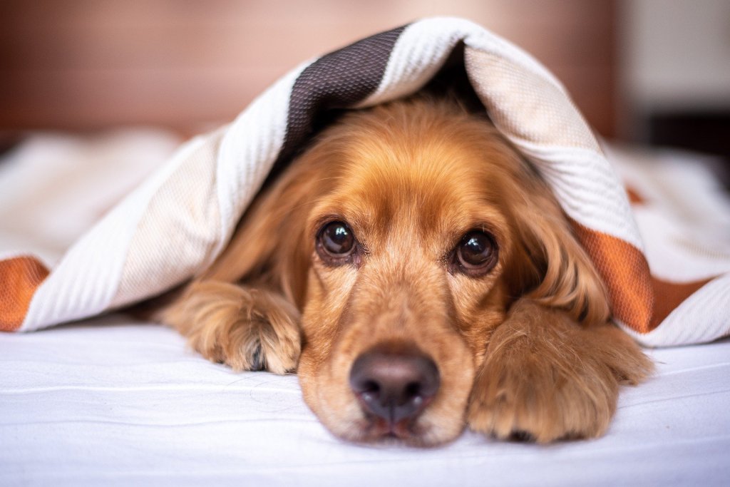 Lo confirma la ciencia: Los perritos sienten un duelo profundo cuando otro perro muere