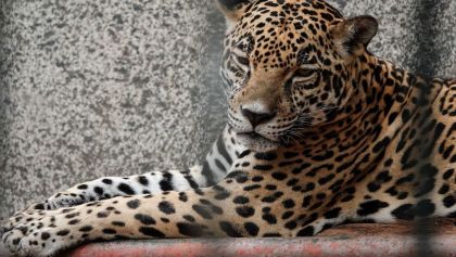 profepa-jaguar-campeche