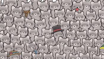 Encuentren al gatito escondido entre los mapaches en este reto visual
