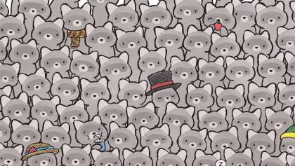 Encuentren al gatito escondido entre los mapaches en este reto visual