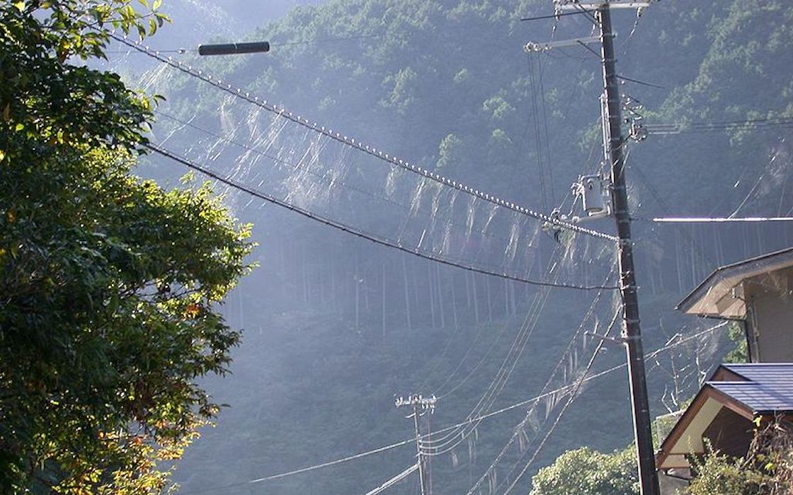 alertan-lluvia-arañas-estados-unidos