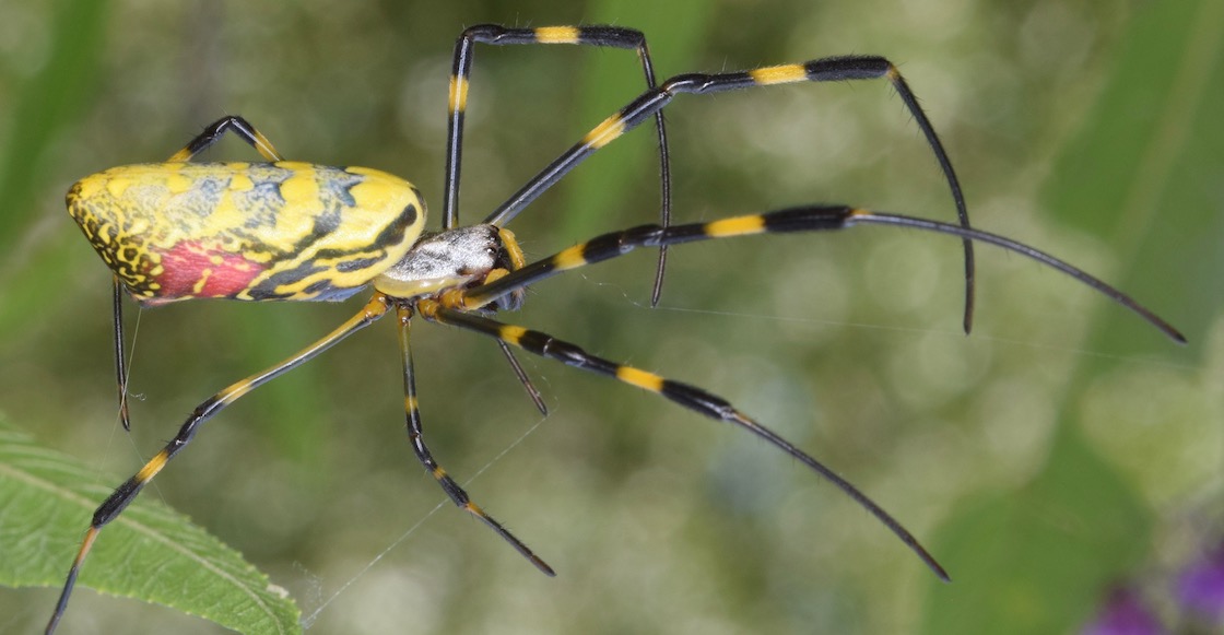 alertan-lluvia-arañas-gigantes-estados-unidos