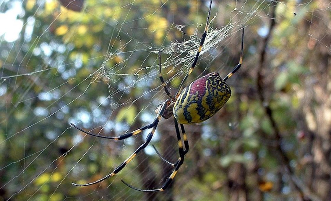 alertan-lluvia-arañas-gigantes-primavera
