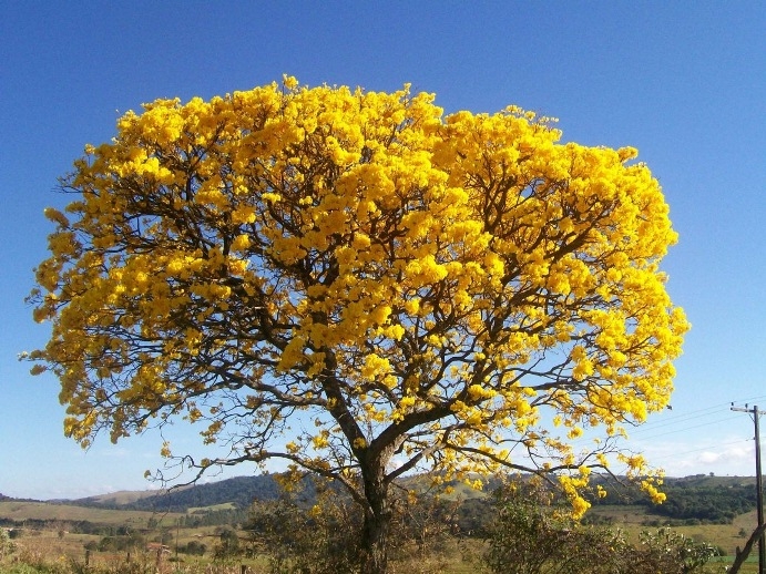 Estos árboles de flores amarillas anuncian la primavera 2022