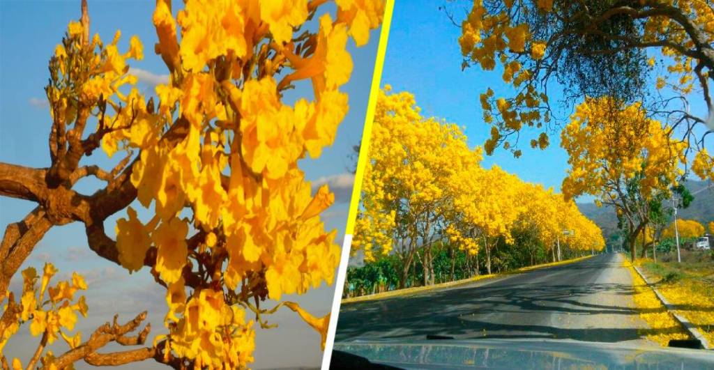 Estos árboles de flores amarillas anuncian la primavera 2022