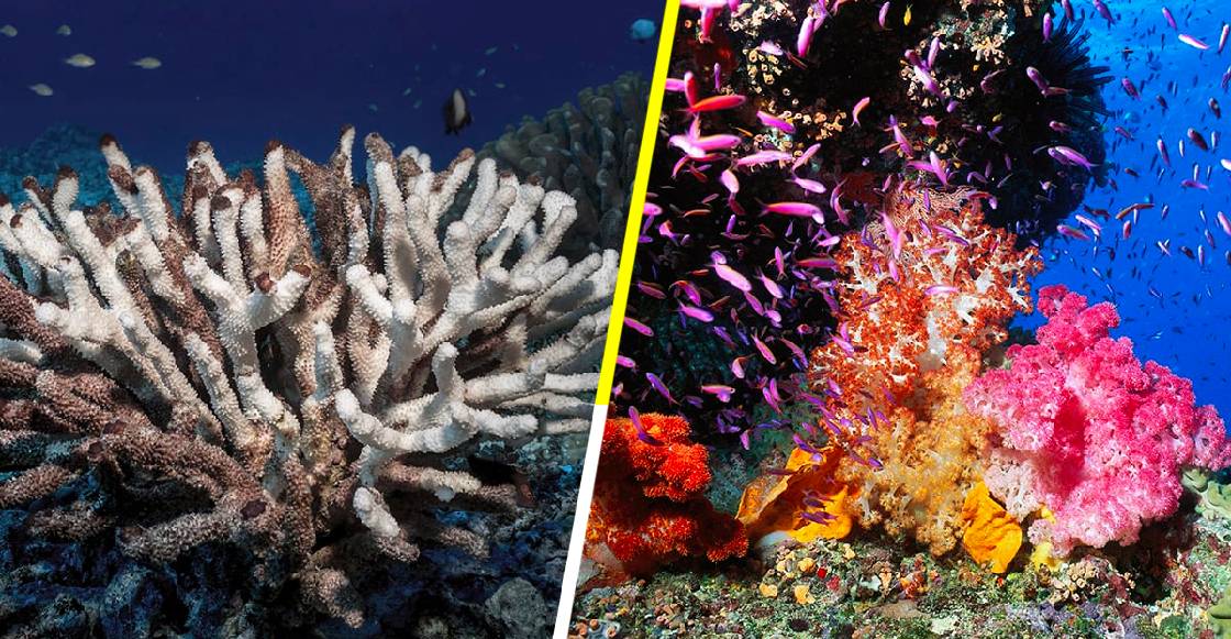 ¡S.O.S! La Gran Barrera de Coral en Australia está en plena agonía