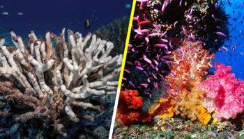 ¡S.O.S! La Gran Barrera de Coral en Australia está en plena agonía