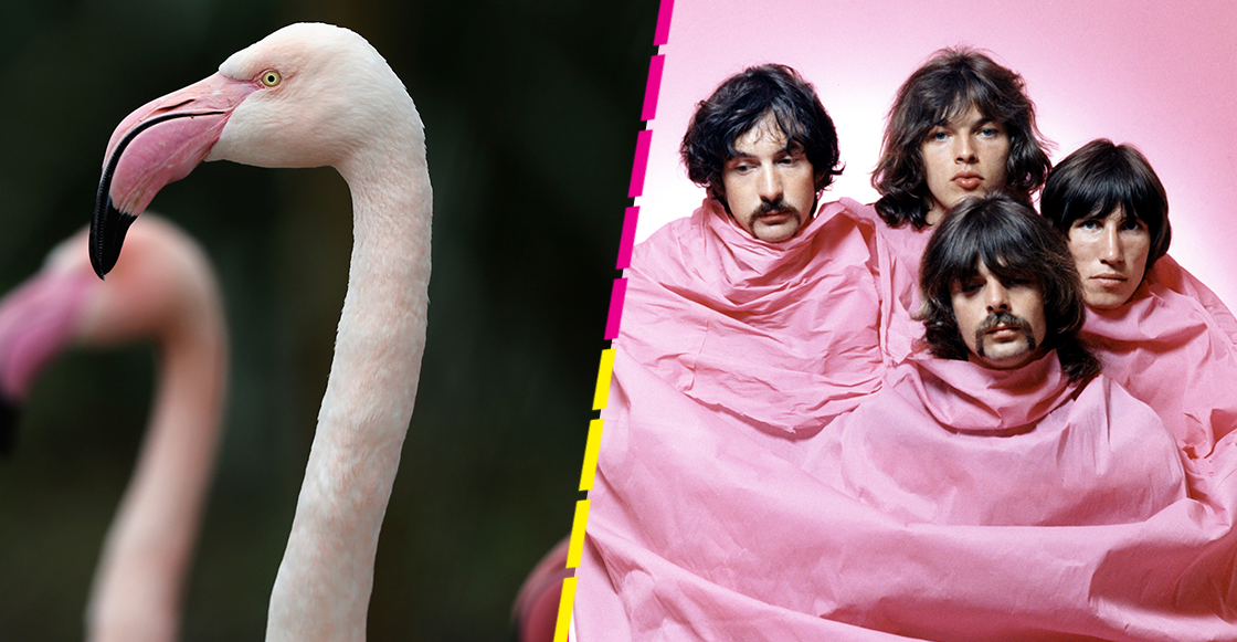 Encuentran a Pink Floyd, un flamenco que se fugó de un zoológico haEncuentran a Pink Floyd, un flamenco que se fugó de un zoológico hace 17 añosce 17 años