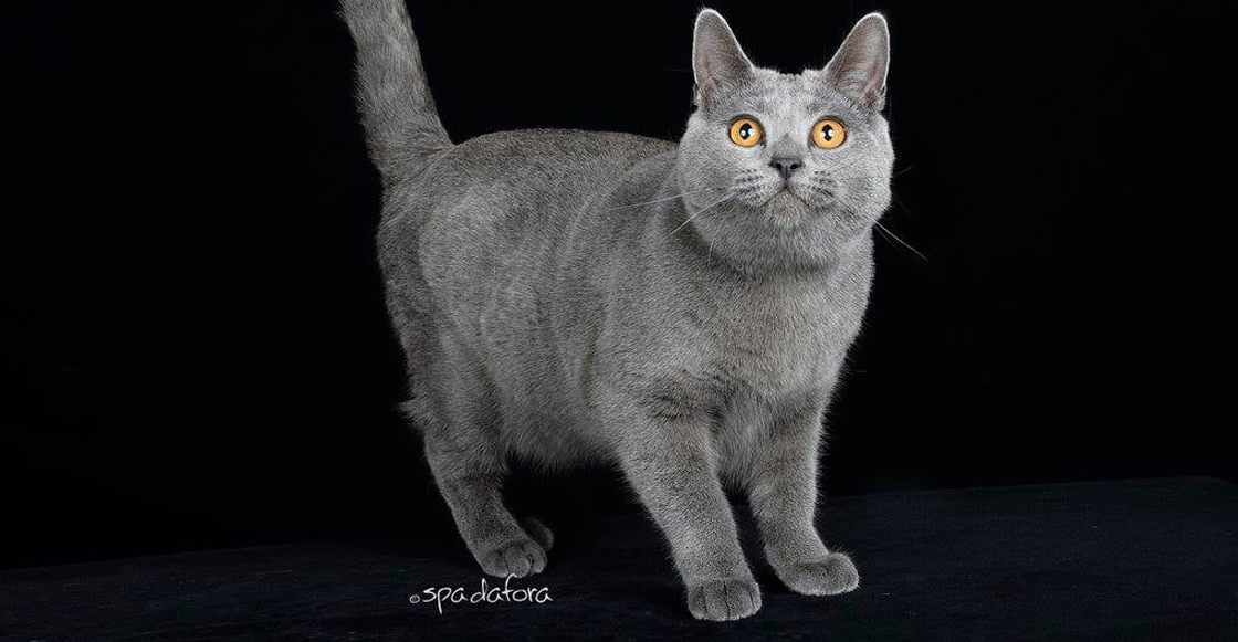 gatos-rusos-federacion-medida-ucrania