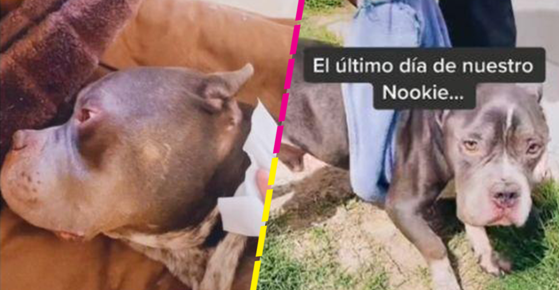 Joven comparte el último día de vida de su perrito con cáncer y se hace viral