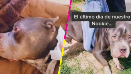 Joven comparte el último día de vida de su perrito con cáncer y se hace viral