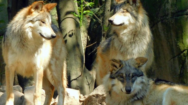 Murieron dos lobos mexicanos jóvenes en el Zoológico de Chapultepec