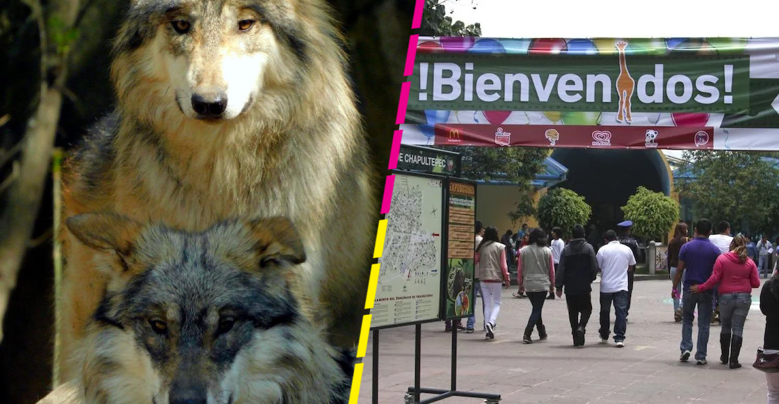 Murieron dos lobos mexicanos jóvenes en el Zoológico de Chapultepec
