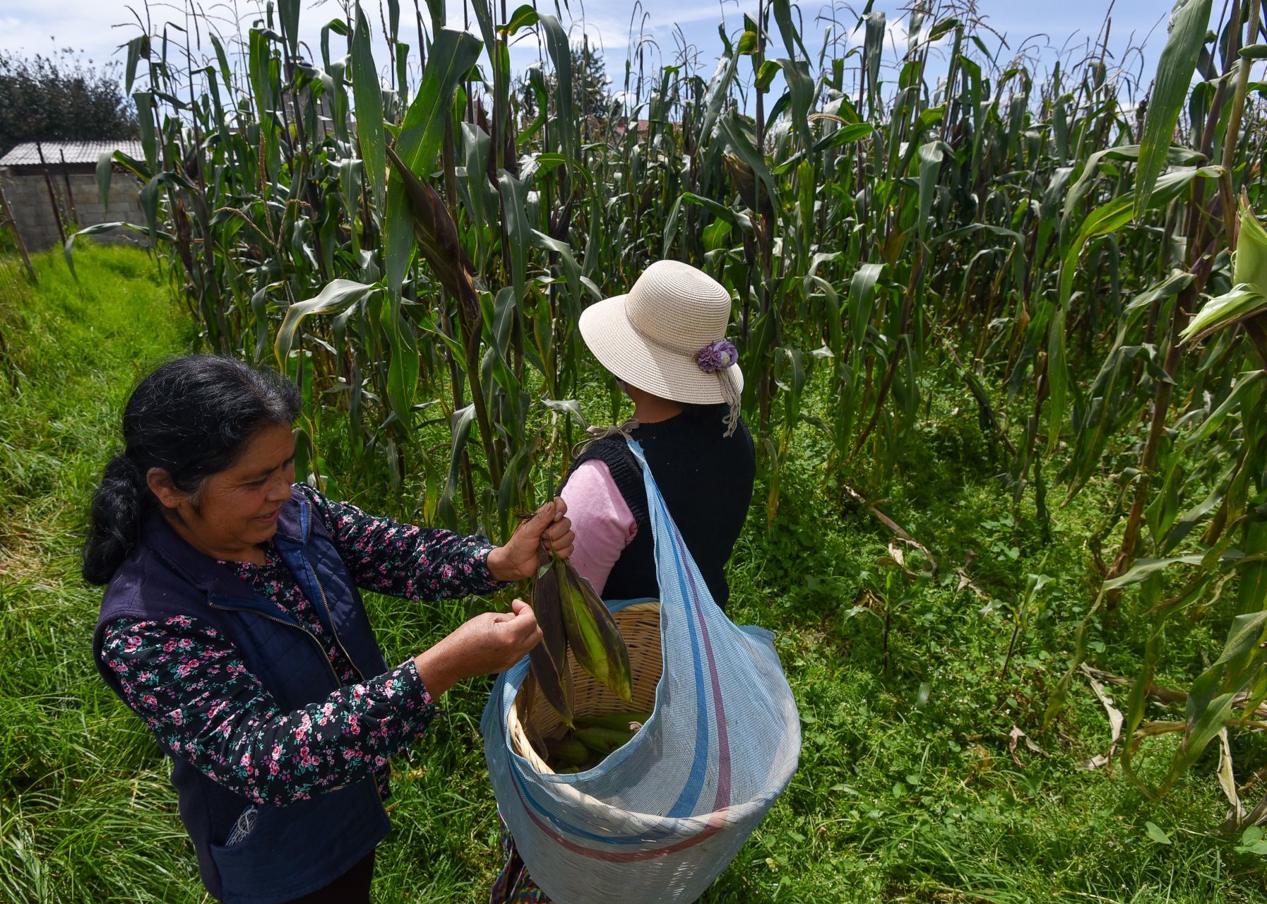 mujeres-tierra-trabajo-campo