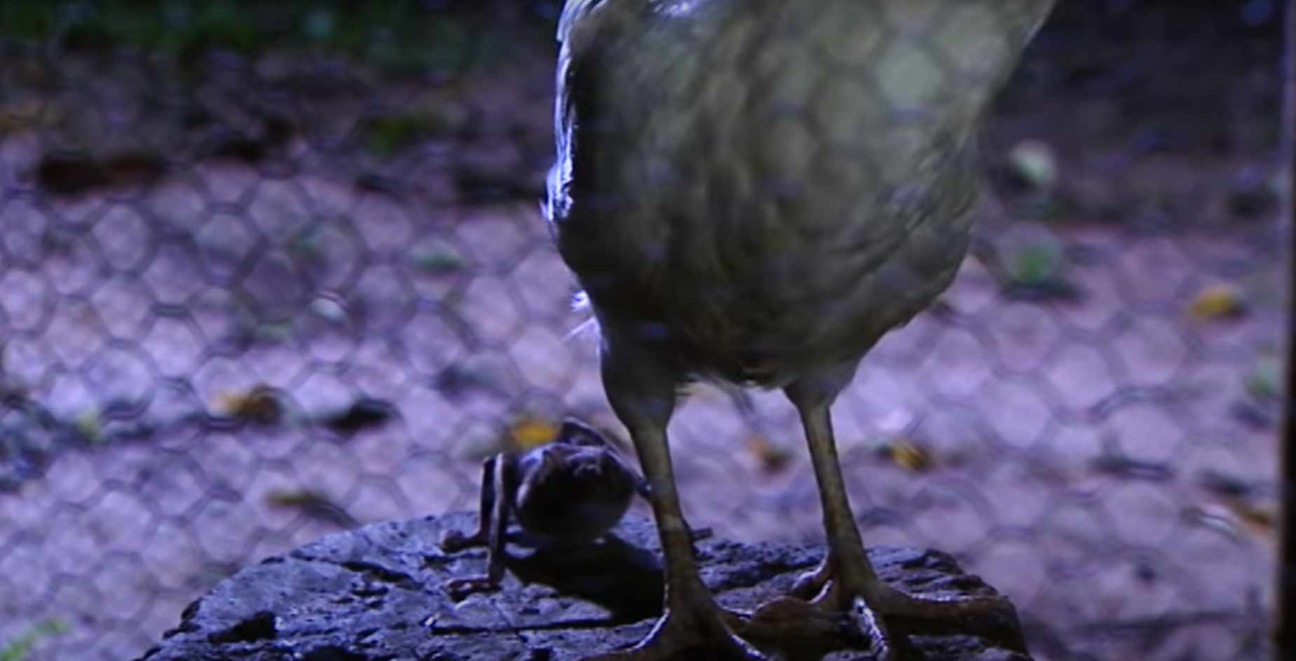 Imagen del video del murciélago acosando a la gallina