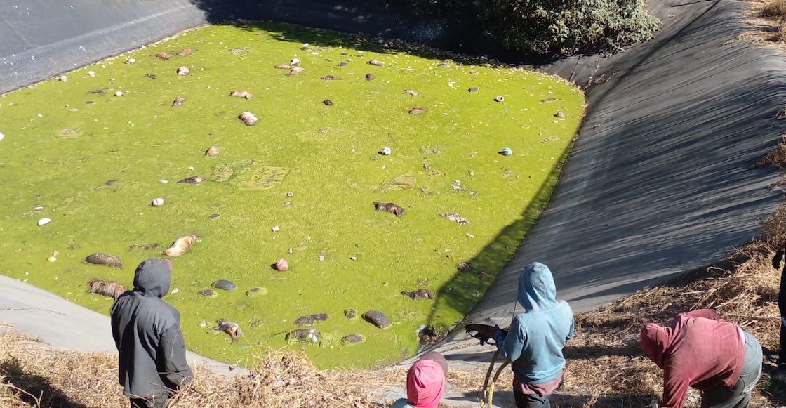 murieron-perritos-intoxicados-amecameca