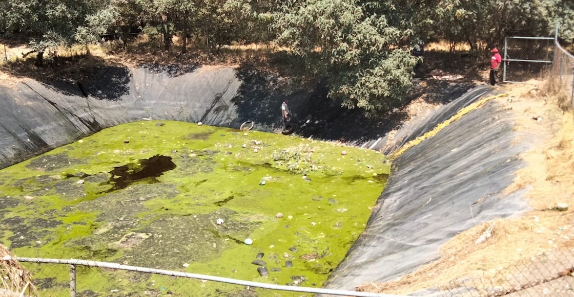 murieron-perritos-relleno-sanitario-amecameca