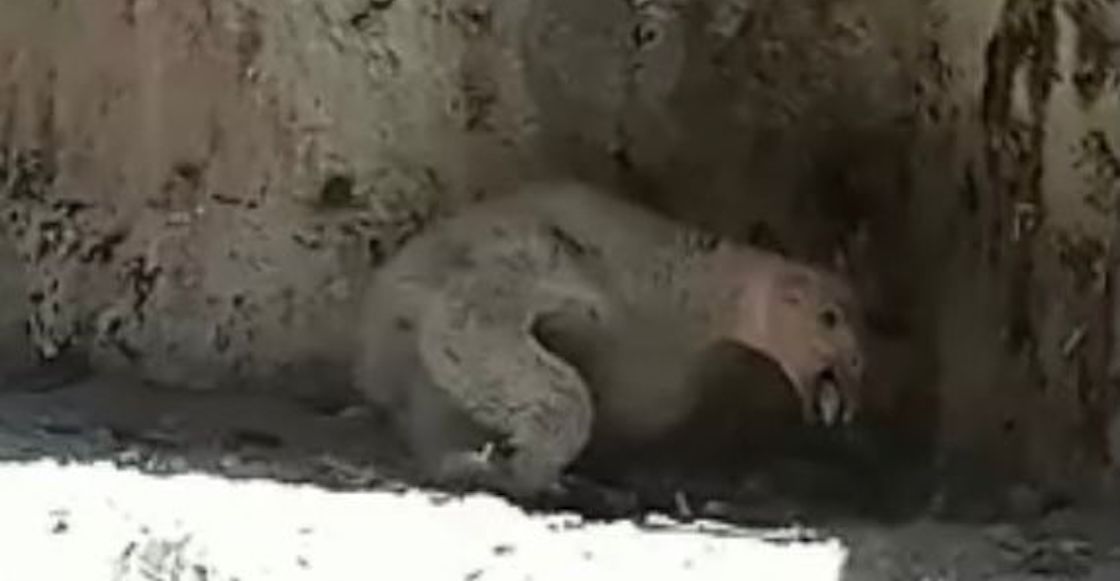 nace-condor-chapultepec