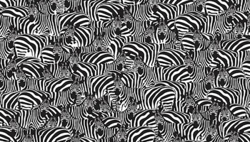 ¿Pueden encontrar las teclas de piano entre las cebras en este reto visual?