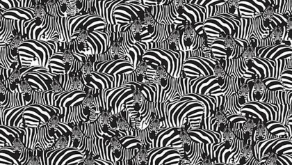 ¿Pueden encontrar las teclas de piano entre las cebras en este reto visual?