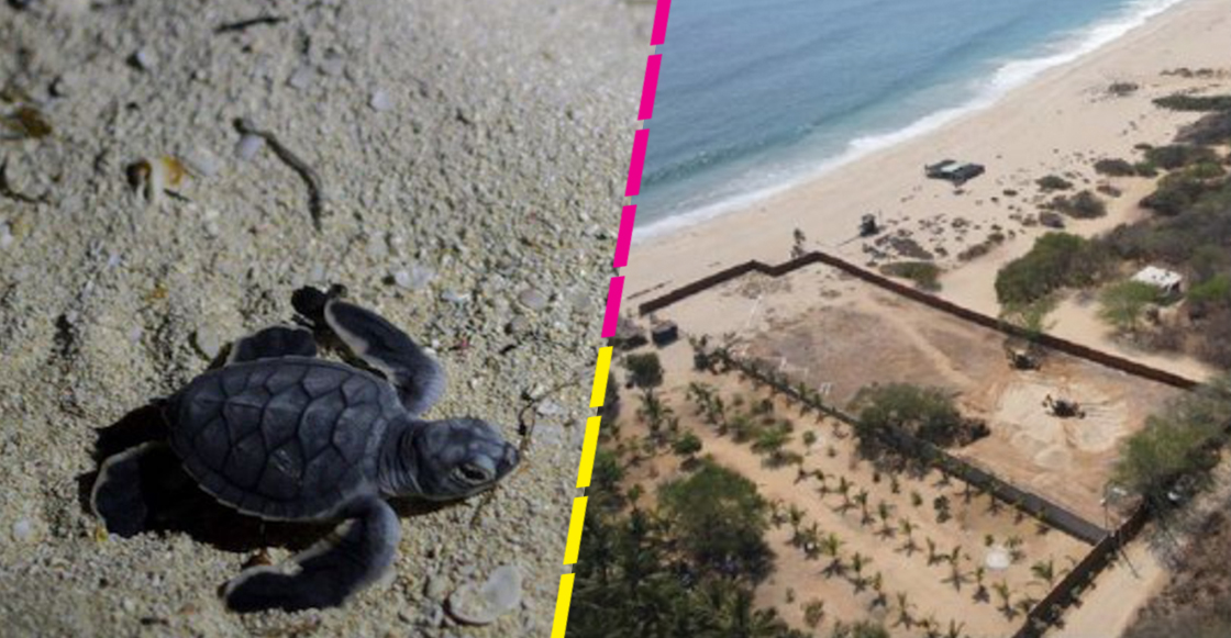 puerto-escondido-playa-bacocho-oaxaca-tortugas
