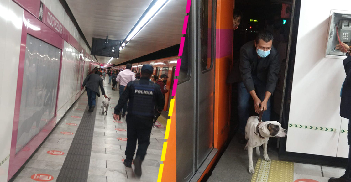 rescatan-perrito-linea-1-metro-retrasos