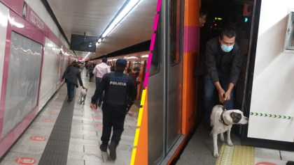 rescatan-perrito-linea-1-metro-retrasos