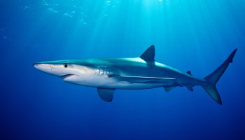 La fotografía de un tiburón azul en el mar