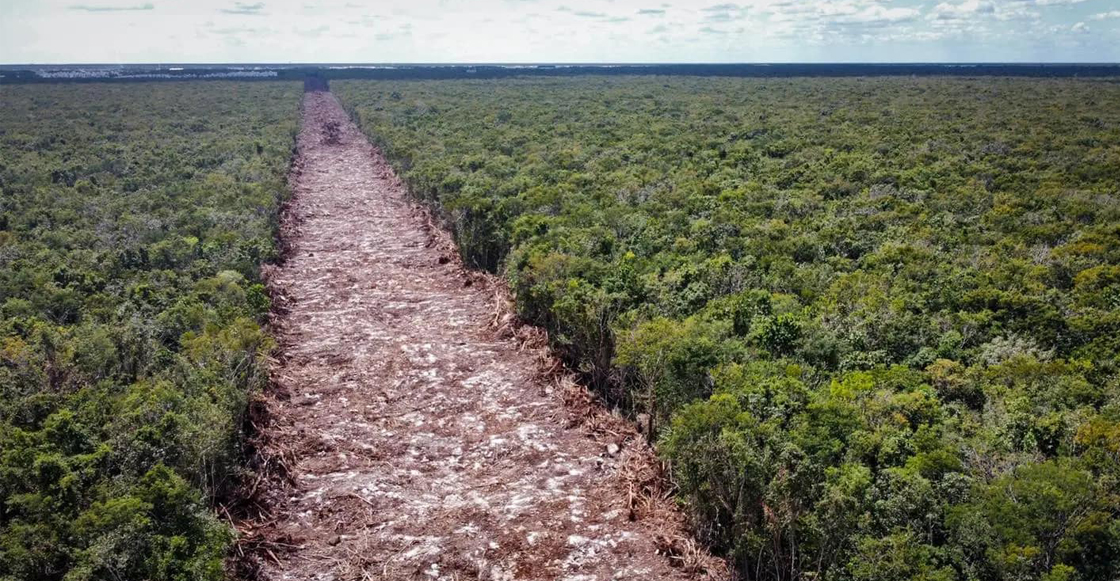 Las fotos de la tala de árboles en la nueva ruta del Tramo 5 del Tren Maya