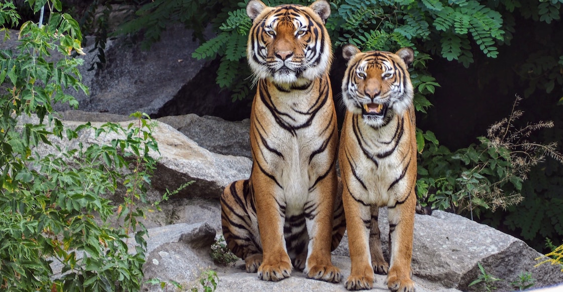 tres-tigres-murieron-autoridades-guerrero