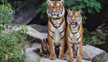 tres-tigres-murieron-autoridades-guerrero
