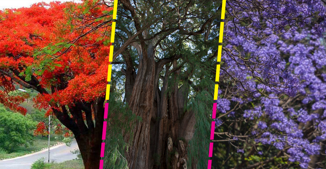 arbol-votar-glorieta-palma-cdmx-cual-gusta-sheinbaum-decidir-reforma-niza