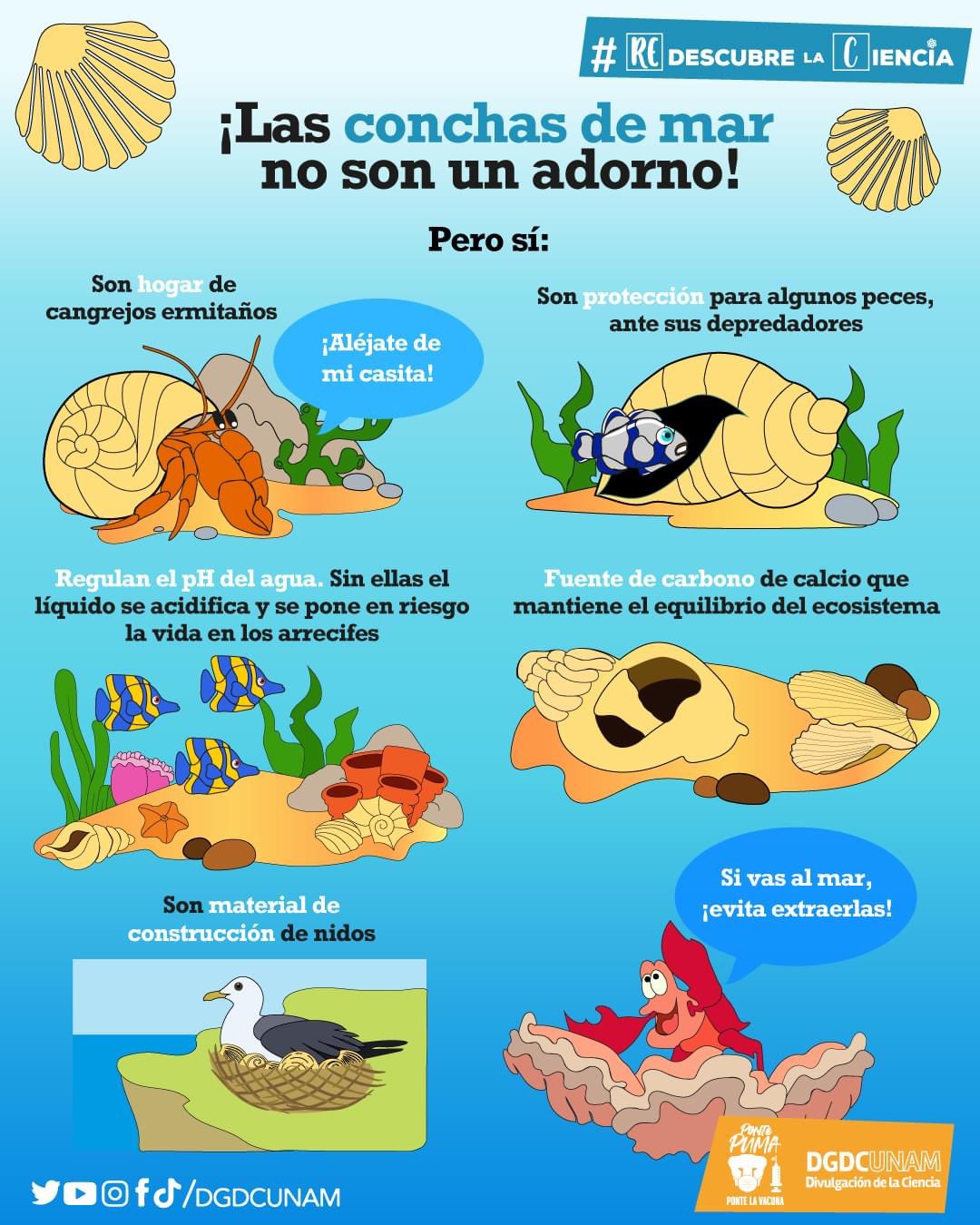 conchas-mar-unam-ecosistema