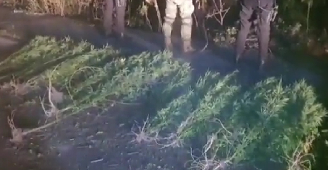Encuentran un plantío de marihuana cerca de la FES Iztacala