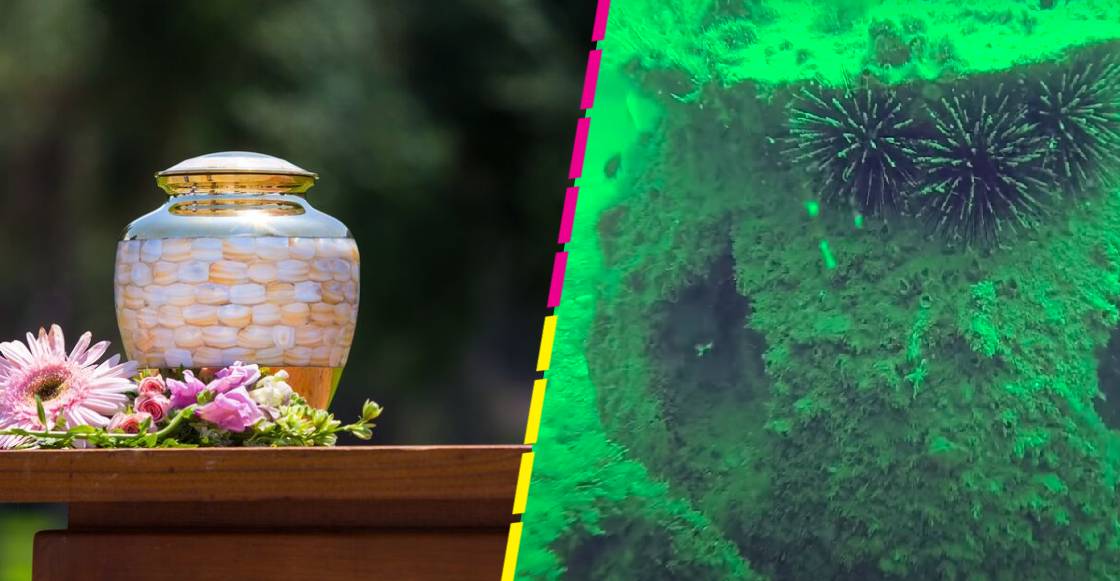 ¡Wow! Empresa usa cenizas de fallecidos para hacer arrecifes artificiales