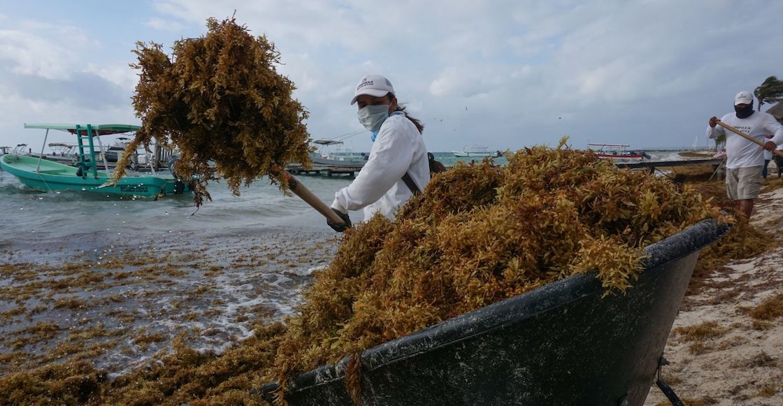 limpieza-sargazo-cancun-quintana-roo