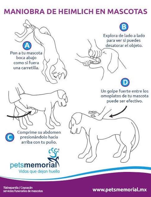 maniobra-heimlich-mascotas