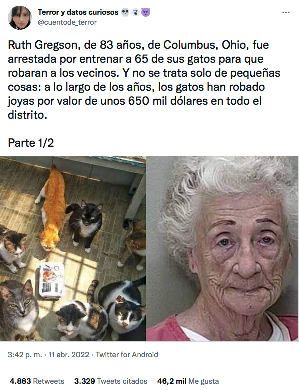 ¿Michis encarcelados? La verdad detrás de la mujer detenida por entrenar a sus gatos para robar 