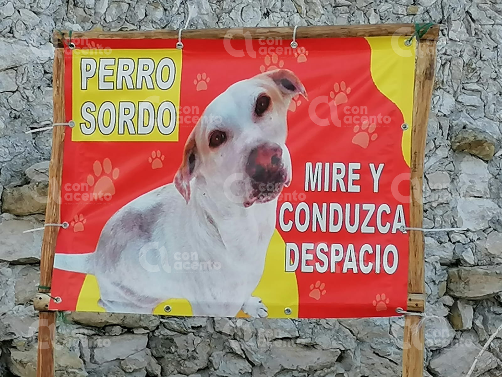 perro-sordo-comunidad-yucatan