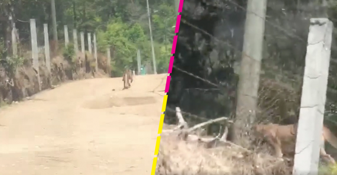 puma-hidalgo-video-fotos