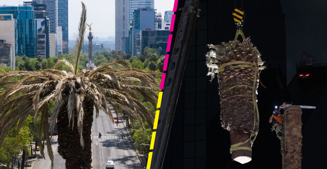 retiraron-palma-paseo-reforma-cdmx