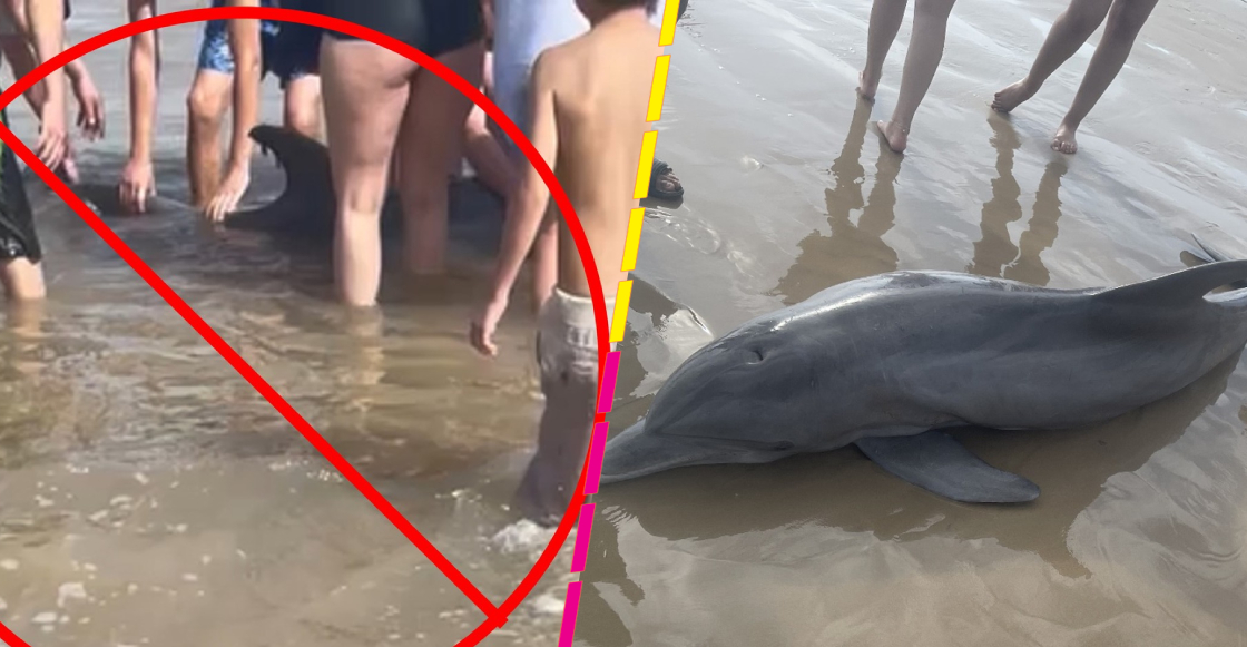 Turistas acosan y causan muerte de un delfín en playa de Texas