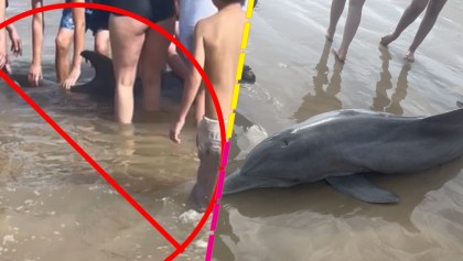 Turistas acosan y causan muerte de un delfín en playa de Texas