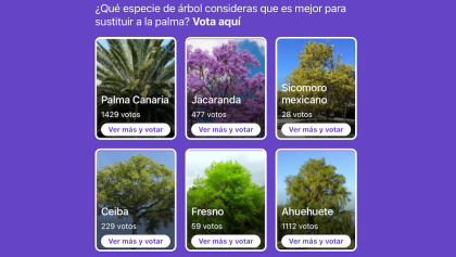 votacion-arbol-votar-pagina-web-sitio-arbol-sustituir-palma-glorieta-reforma-cdmx