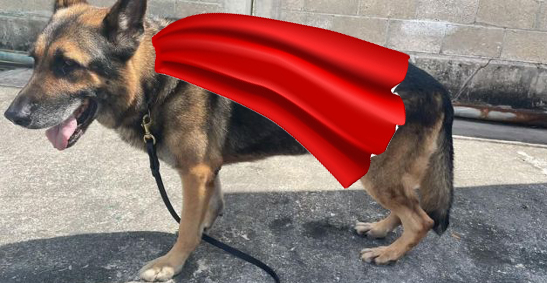 bak-perro-aduanas