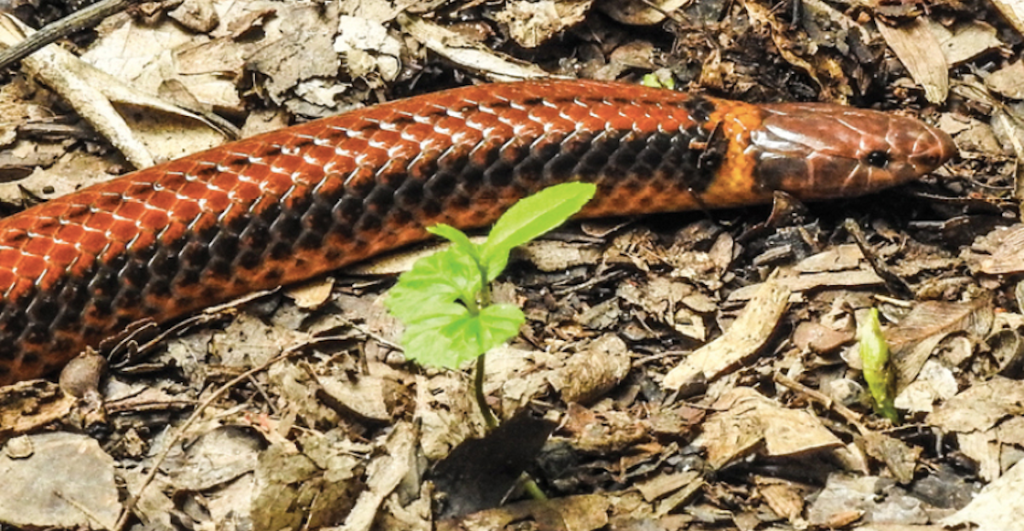 descubren-nueva-especie-serpiente-paraguay-en-peligro