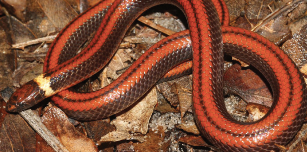 descubren-nueva-especie-serpiente-paraguay